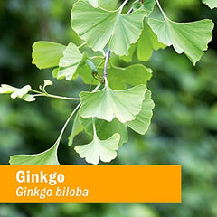 Herb Pharm Ginkgo bottle dropper ready for daily use