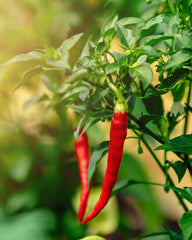 Organic farm scene highlighting certified organic cayenne peppers used by Herb Pharm