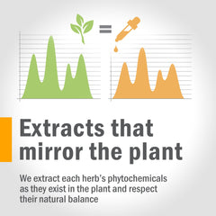Extraction process emphasizing potency and purity of Red Root Liquid Extract.