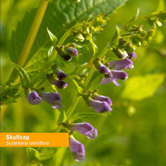 Amber glass bottle of Herb Pharm Skullcap extract on a kitchen counter