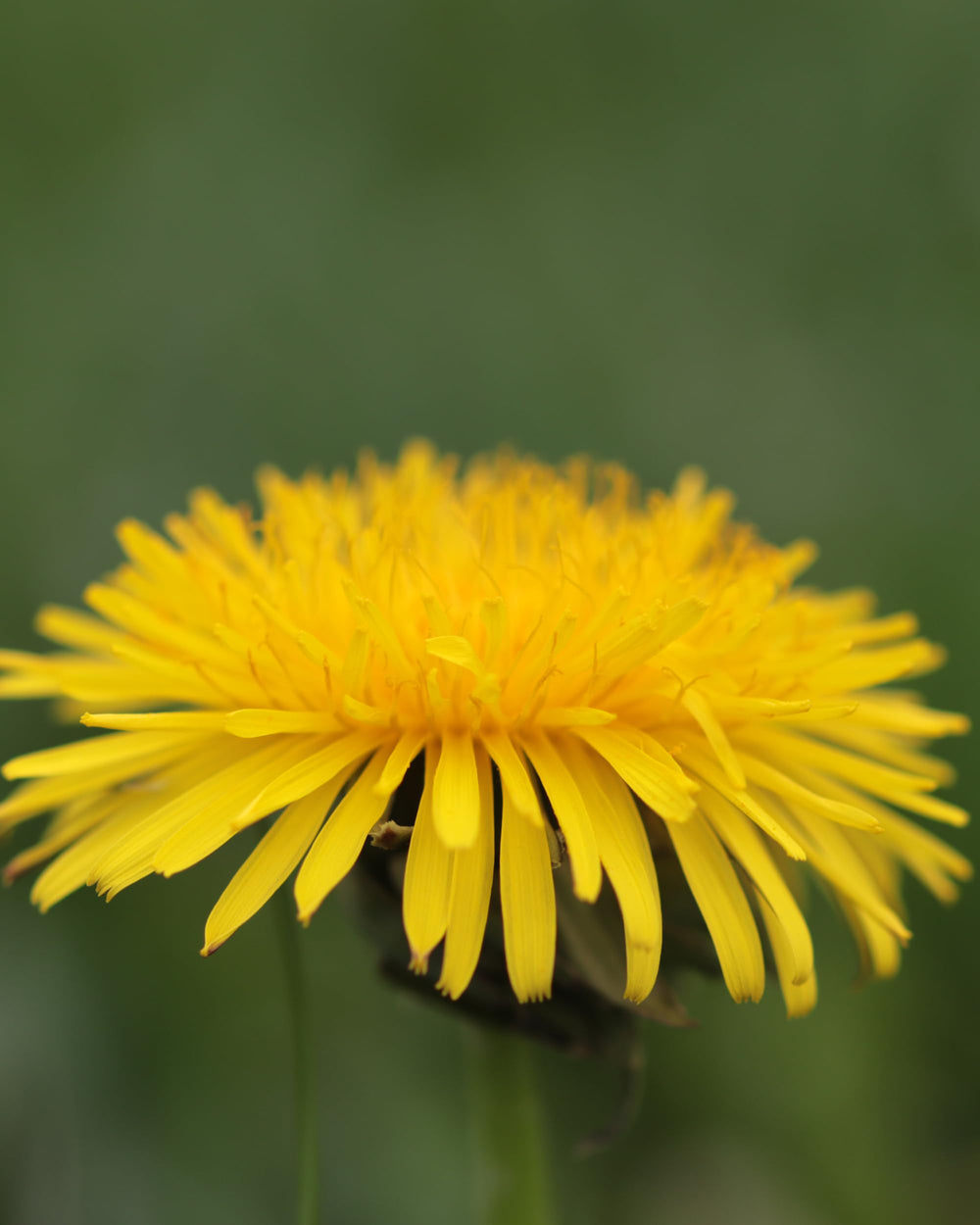 Sustainable, bee-friendly and salmon-safe farming practices on Herb Pharm farm.