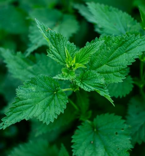 Herb Pharm Stinging Nettle Blend label detail emphasizes organic sourcing.