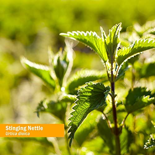 Herb Pharm Stinging Nettle Blend bottle with glass of water illustrating usage.