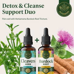 Herbamama Cleavers tincture daily-use setup with water glass.
