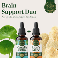 Herbamama Gotu Kola tincture on kitchen counter showing simple three-ingredient formula.