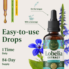 HERBAMAMA Lobelia tincture drops in a glass of water for easy consumption.
