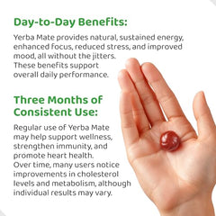 HOLYMARY Yerba Mate Gummies closeup with vibrant raspberries for sustained focus.