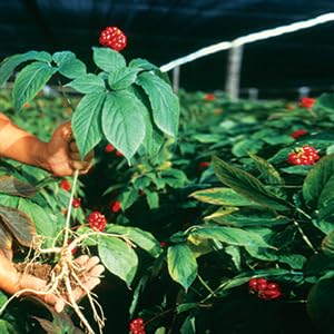 Pure and clean ginseng slices without additives for versatile recipes.