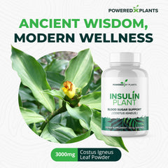 Insulin plant capsules closeup on bottle underscores vegetarian capsules.