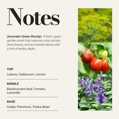 Close-up of tomato leaf notes highlighting fresh garden aroma in a room setup.