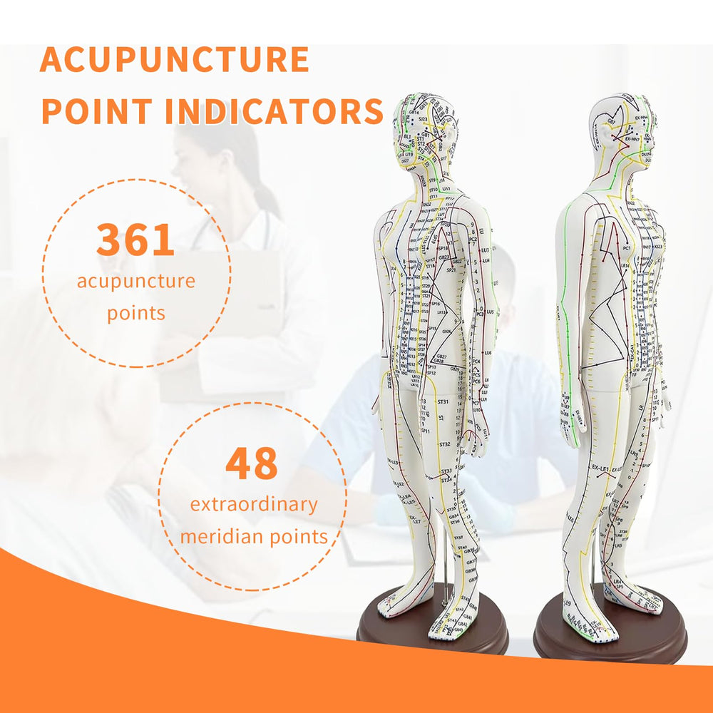 KDJFS acupuncture model with 360-point coverage aids comprehensive study.