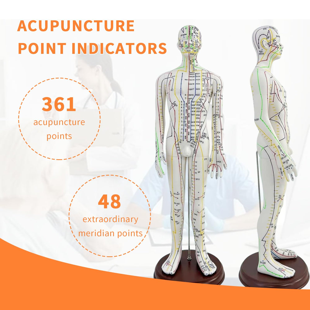 KDJFS English location guide included to support clear acupoint learning