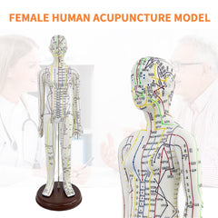 KDJFS one-third life-size acupuncture model back view for needle insertion practice.