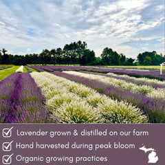 Lavender Lane hydrosol mist spray ready to refresh rooms or linens.