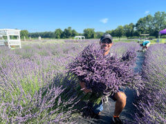 Lavender Lane field lavender backdrop evokes fresh, herbaceous scent.