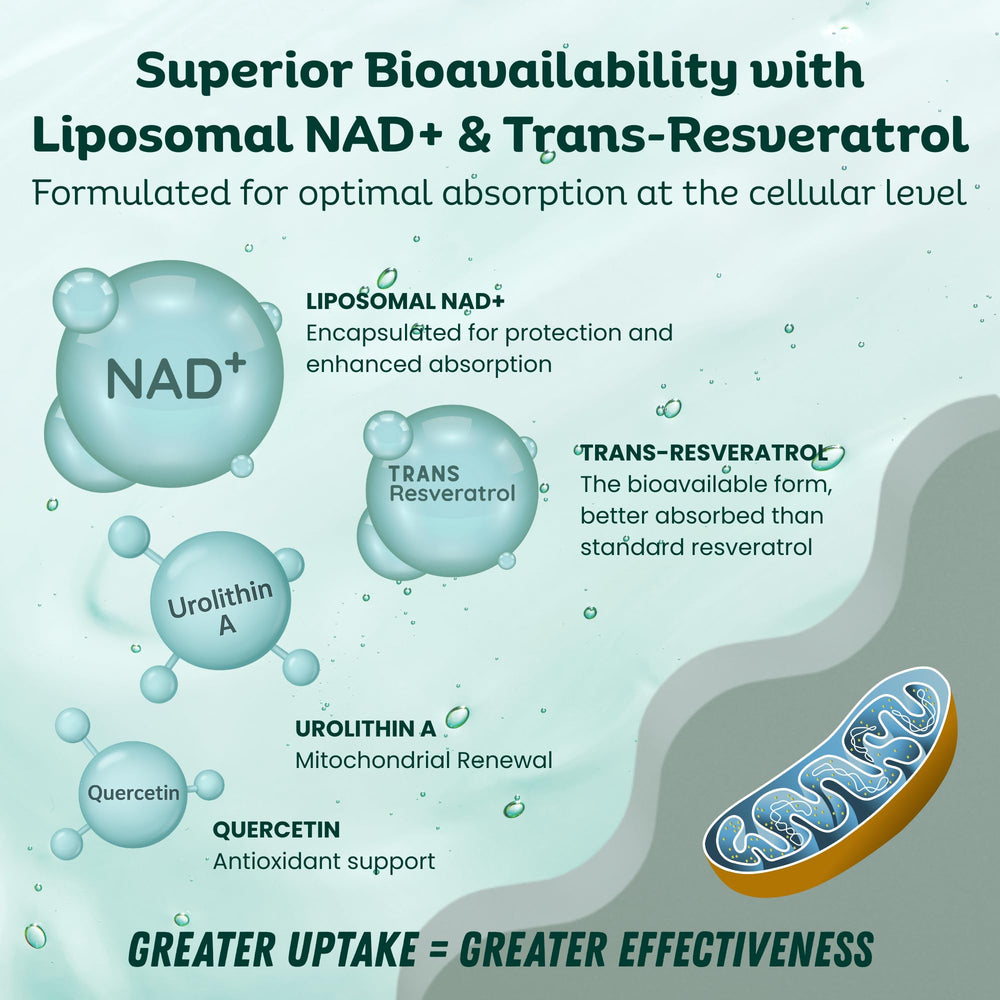 LebenKraft NAD Supplement capsules closeup showing easy daily dosing.