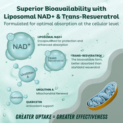 LebenKraft NAD Supplement capsules closeup showing easy daily dosing.