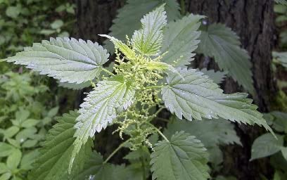 Lost Empire Herbs nettle root packaging with label and information.
