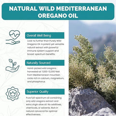 Mediterranean wild oregano plants harvested on rocky mountains.