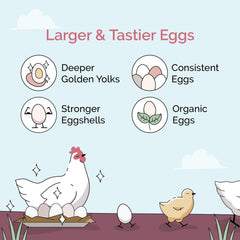 Mile Four Oyster Shell granules illustrating natural limestone calcium carbonate for chickens.