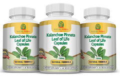 Nature Herbal Life Cathedral Bells capsules ready for daily wellness