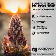 Front packaging of Nootropics Depot Cistanche highlighting premium extract.