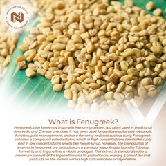 Nootropics Depot fenugreek capsules showing capsule texture