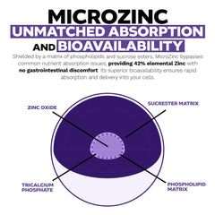 Nootropics Depot MicroZinc capsules in hand for convenient daily use
