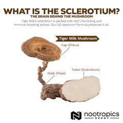 Nootropics Depot Tiger Milk Mushroom label closeup showing dosage clarity.