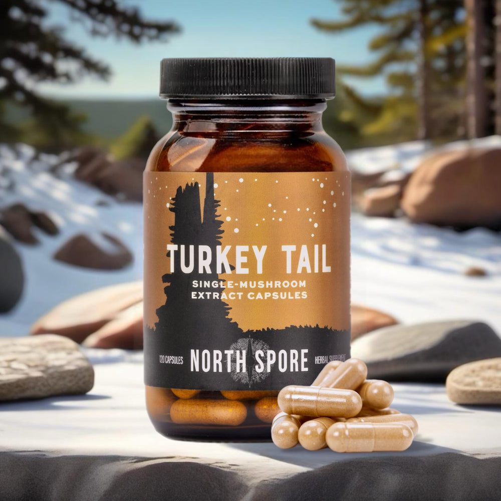 North Spore turkey tail extract capsules close up emphasizes high potency 1:1 fruiting body