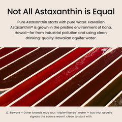 Nutrex Hawaii BioAstin outdoor ponds cultivation highlighting natural production.
