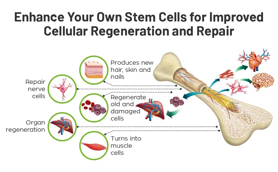 NuVi Global StemForte L-Carnosine visual hints at cellular energy support.