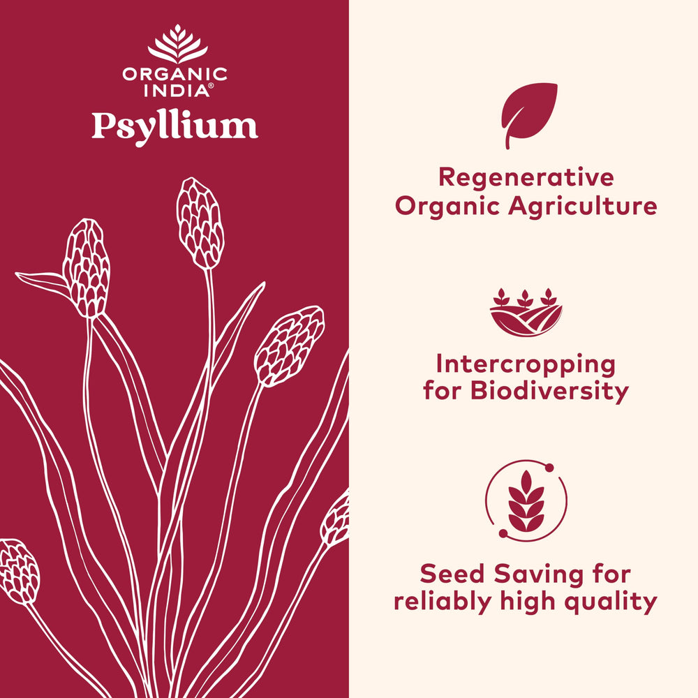Organic India psyllium powder scoop ready for easy dosage.