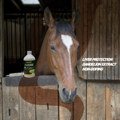 Organnact Hephorse milk thistle image showing hepatoprotection cues for liver health