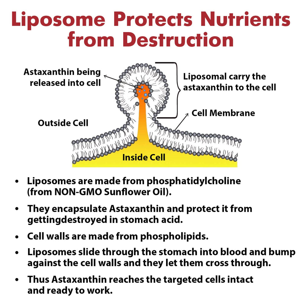 Osasuna Liposomal Astaxanthin 24mg serving size information for easy daily use.
