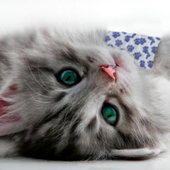 OVIK Health PetFlex white paw print design improves visibility during dressing changes