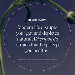 Akkermansia capsules close-up showing easy-to-take daily capsules