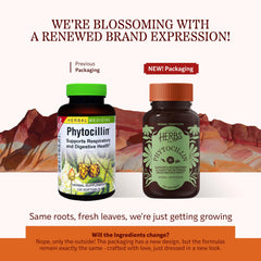 Phytocillin softgels close-up highlighting convenient daily supplementation.