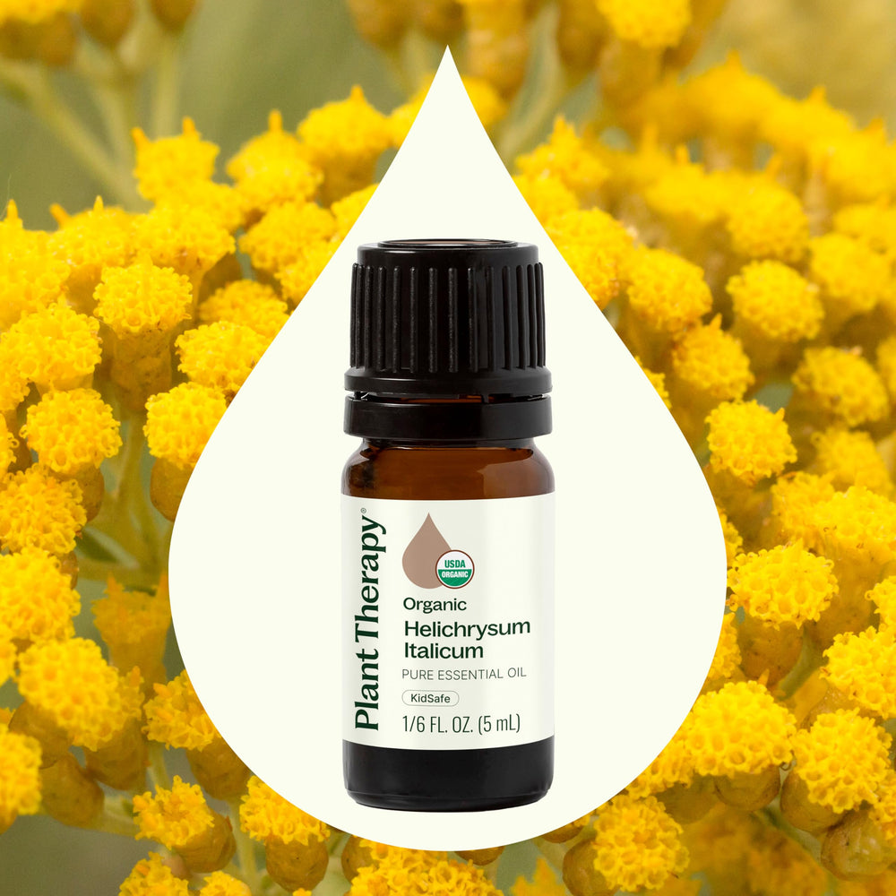 Plant Therapy Helichrysum Italicum diffuser releasing herbaceous aroma.