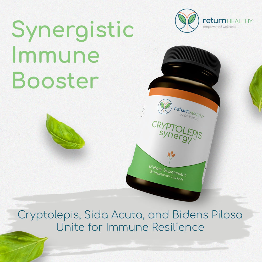 Return Healthy Cryptolepis Synergy capsules closeup highlights convenient daily capsules for immune defense.