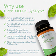Return Healthy Cryptolepis Synergy packaging box highlights natural botanicals for antioxidant based wellbeing.