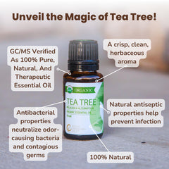 Organic tea tree leaves highlight source of steam-distilled essential oil.