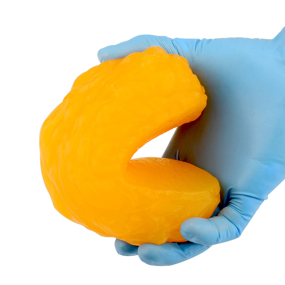 RONTEN eco-friendly material fat model safe for hands-on demonstrations