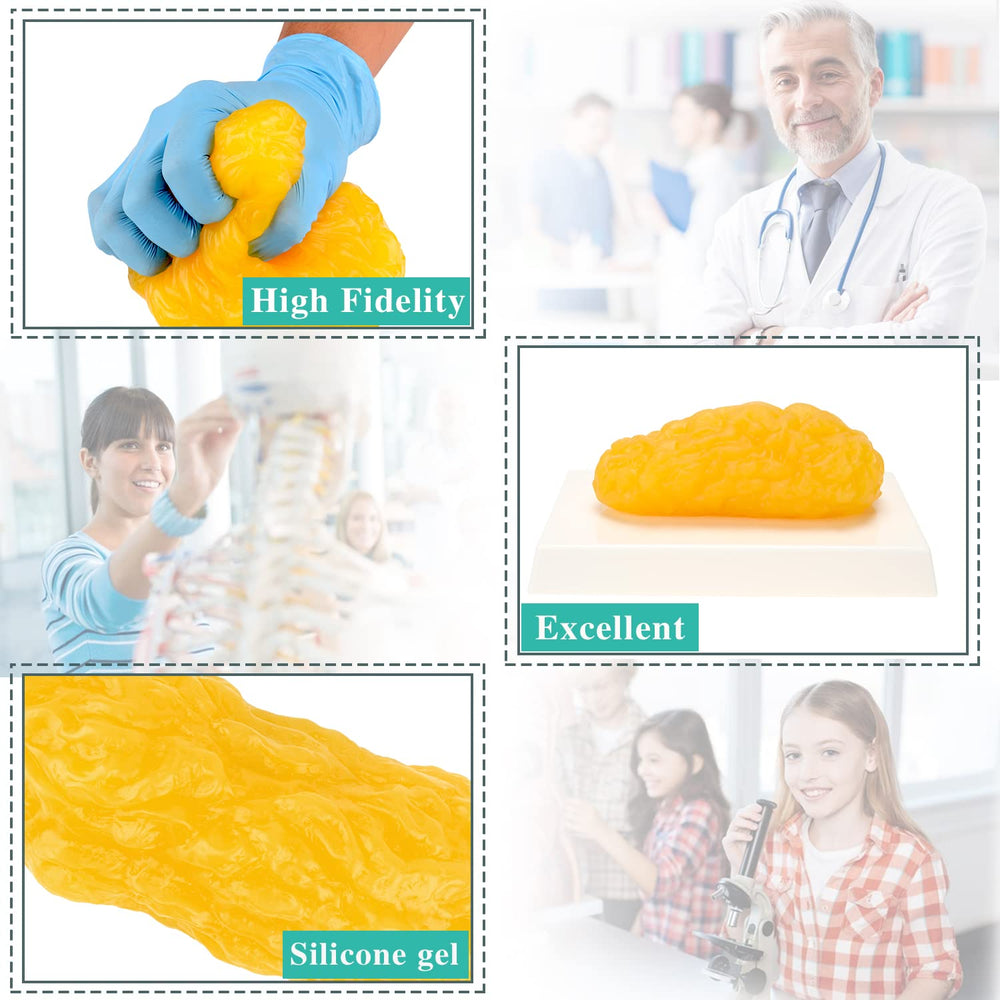 RONTEN 1 lb fat model size mirrors real body fat for scale visualization