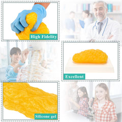 RONTEN 1 lb fat model size mirrors real body fat for scale visualization