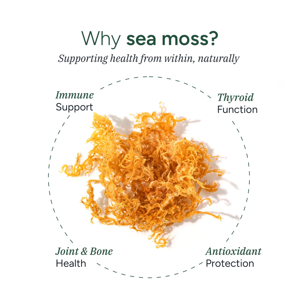 ROOT LABS Sea Moss Gummies texture close-up with natural color.