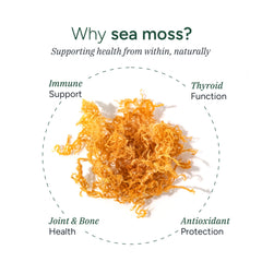 ROOT LABS Sea Moss Gummies texture close-up with natural color.