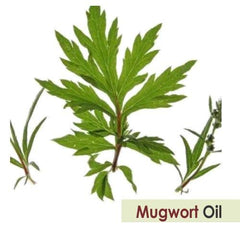 Salvia Mugwort Oil glass bottle highlights premium natural formulation.