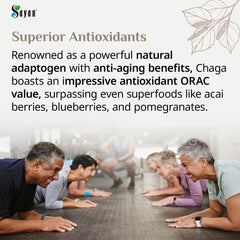Sayan Chaga Powder origin in wild forest harvest supports sustainable sourcing.