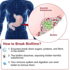Ingredient blend illustration depicting multi-enzyme formula aiding digestion and nutrient absorption.